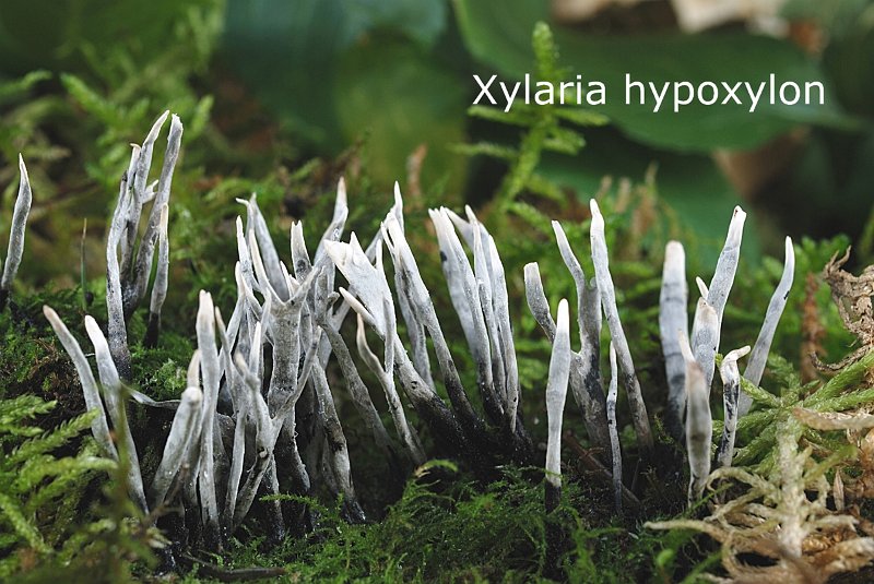 Xylaria hypoxylon-amf1938.jpg - Xylaria hypoxylon ; Syn1: Clavaria hypoxylon ; Syn2: Xylosphaera hypoxylon ; Non français: Xylaire du bois